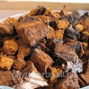 Чага - гриб берёзовый фото