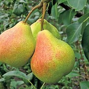 Обрезка плодовых деревьев. Белая Церковь и Белоцерковский район фото