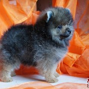 Хендлинг. фото