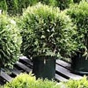 Посадка деревьев и кустарников фото