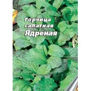 Горчица фото