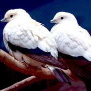 Голуби экзотические фото