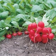 Русский росток в краснодаре семена Русский росток в краснодаре семена