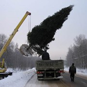 Посадка крупномеров фото