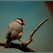Медицинская помощь птицам фото
