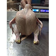 Цыплята Бройлеры фото