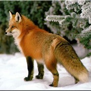 Шкурка лисы огнёвка Вятская фото
