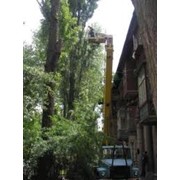 Кронирование деревьев фото