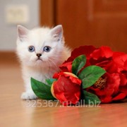 Серебристые британские котята фото