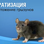 Дератизация фото