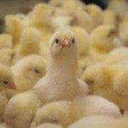 Стимул для мясных кур ВМКС фото