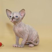 Котята канадского сфинкса. фото