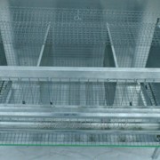 Клетка для кур на 9-12 голов 120 см трехсекционная фото