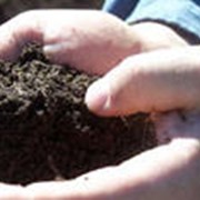 Подкормка растений минеральными и органическими удобрениями фото