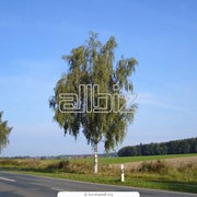 Посадка взрослых деревьев фото