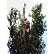 Спил деревьев любой сложности фото