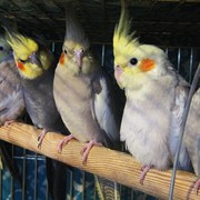 Корелла фото