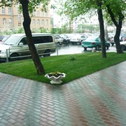 Рулонный газон “Эконом Городской“ фото