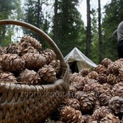Прием кедровой шишки в Кемеровской области. Новокузнецк, Таштагол, Терсь, Междуреченск, Мариинск. фото