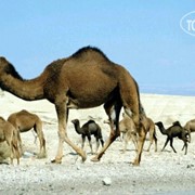 Туры в Израиль фото