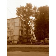 Вырубка деревьев в городе фото