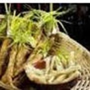 Производство растительных экстрактов (64% экстракта солодкового корня) фото