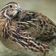 Перепела несушки фото