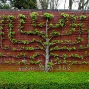 Услуга формирования крон деревьев фото