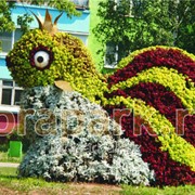 Каркас топиарной фигуры Золотая Рыбка фото