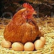 Куры несушки и петухи для разведения фото
