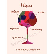 Мерло (Merlot) фото
