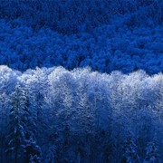 Пиломатериалы из лиственницы фото