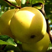 Яблоки купить фото