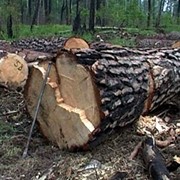 Обрезка, удаление колоновидных деревьев фото