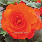 Бегония Double Orange 5/6 (954) фото