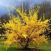 Форзиция Средняя фото