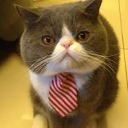 Кастрация кота фото