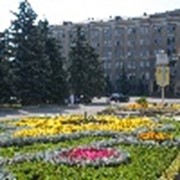 Озеленение территории фото