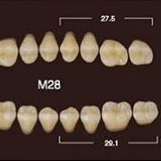 Частичный гарнитур 8шт. Жевательные нижние B1 M28 фото