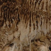 Натуральный мех каракульчи фото