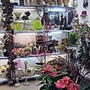 Пересадка комнатных растений фото