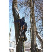 Удаление и коронирование деревьев фото