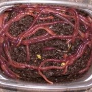 Органические удобрения, биогумус в Киеве фото