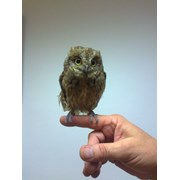 Зоо-Оазис: карликовые совы сплюшки для дома фотография