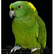 Выставлены на продажу птенцы Попугаев Амазонов Желтошейных-самых говорящих амазонов фотография