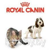 АКЦИЯ от Royal Canin !!! фотография
