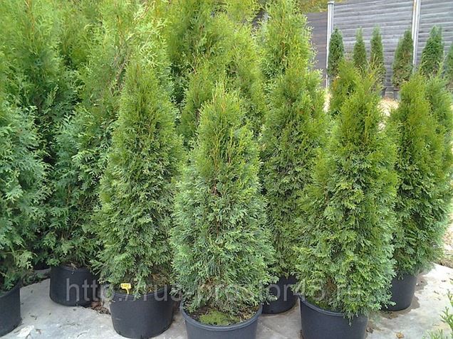 Частный займ. Тую займ. Займ со львом. Туя брабант колумна. Займы кинешма.