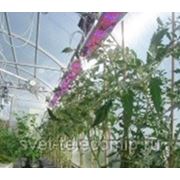 Качество помидоров улучшится при помощи «подсвета» светодиодными фитолампами фотография