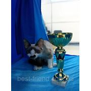 Мы вернулись с выставки кошек в Сумах с трофеями! фотография