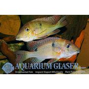 Aquarium Glaser: Редкий вид Геофагуса - Geophagus harreri фотография